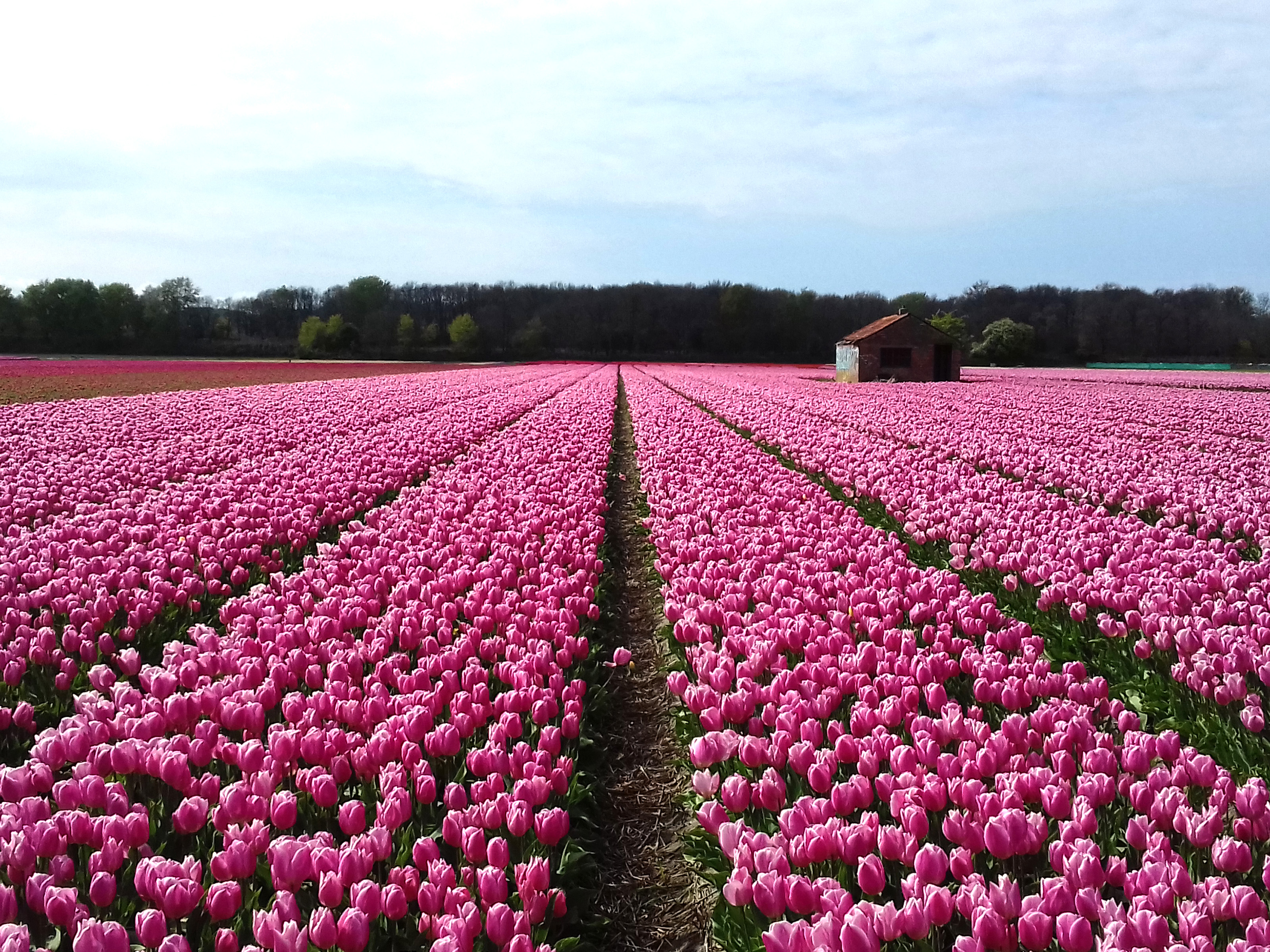 Bloeiend veld onder een Nederlandse lucht